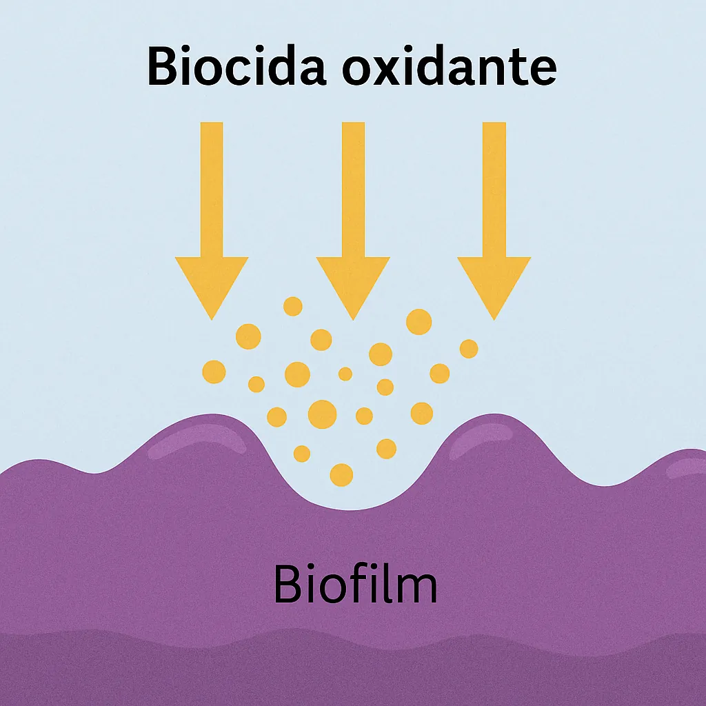 accion del biocida oxidante en el biofilm